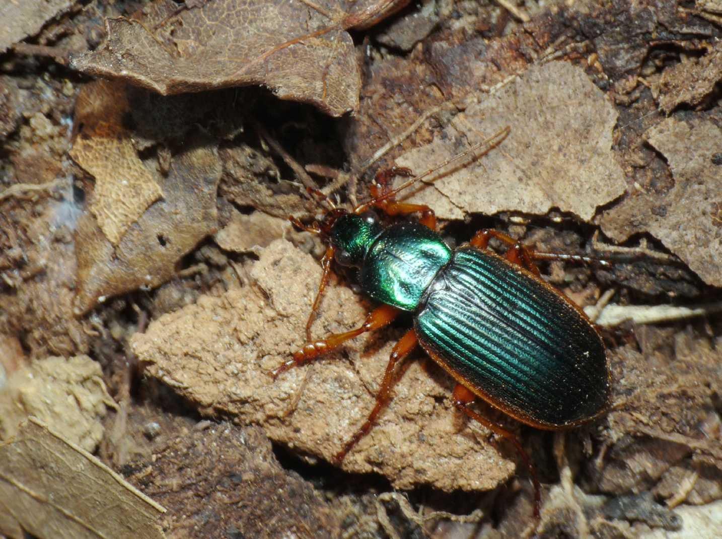 Un Carabidae insolito